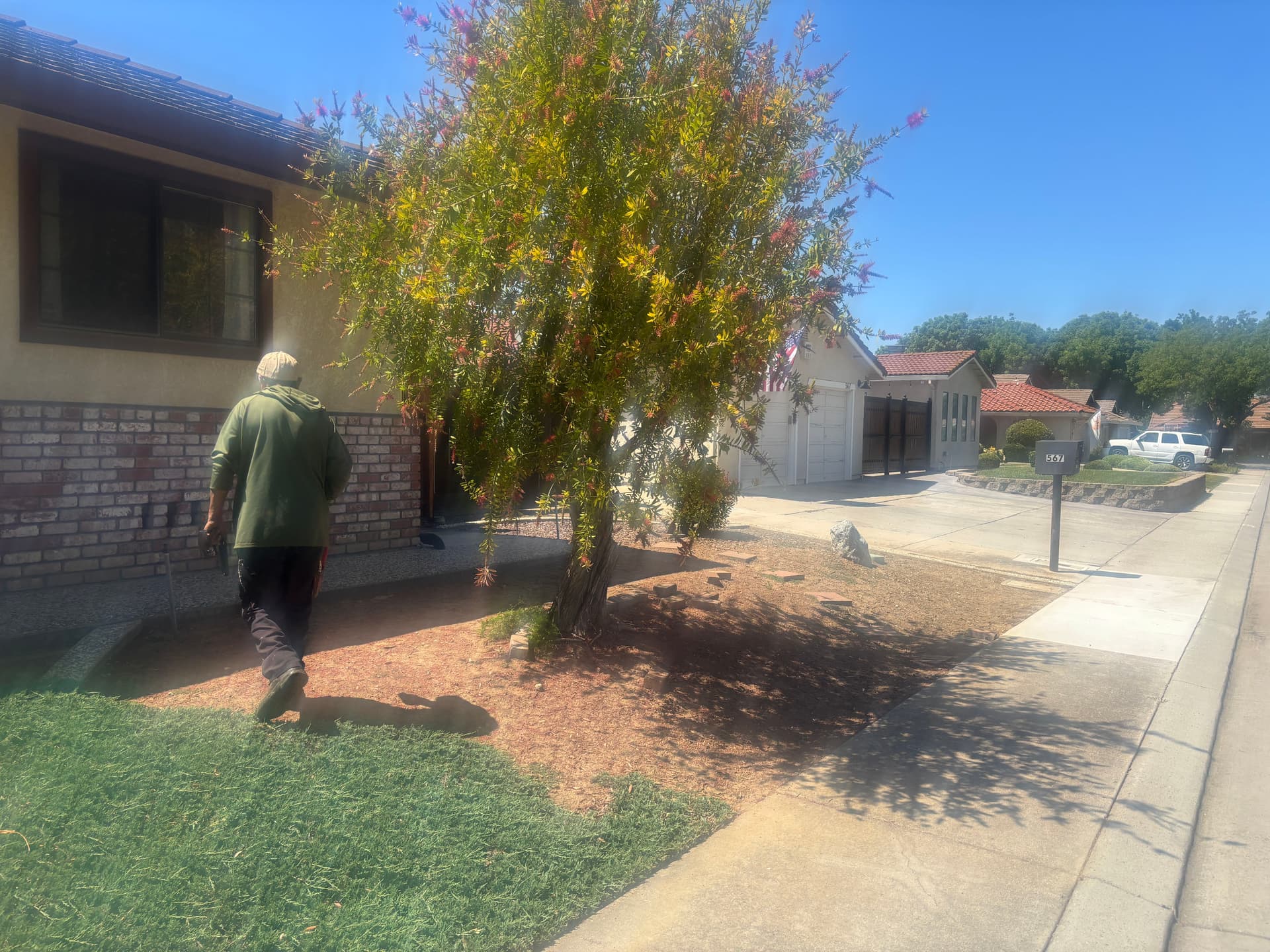 Bottlebrush Tree Removed Root and All from This Front Yard image