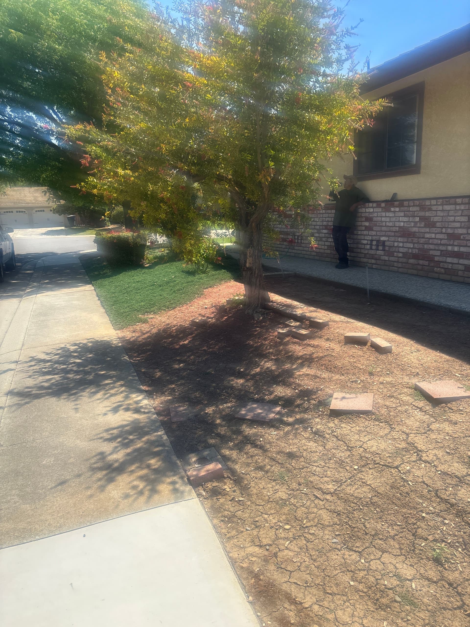 Gallery photos for Bottlebrush Tree Removed Root and All from This Front Yard: Image #1