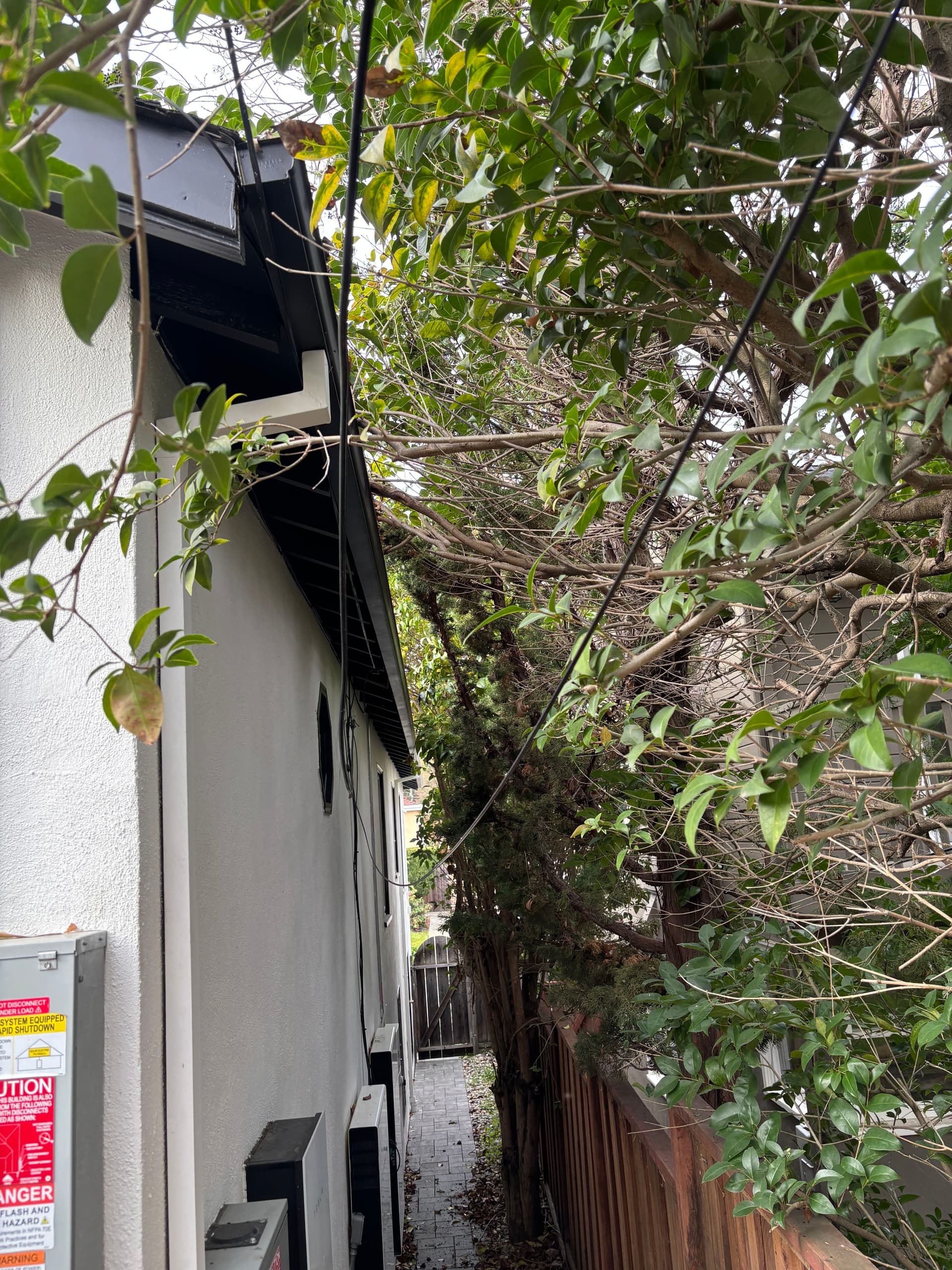 Gallery photos for Side Yard Makeover with Expert Tree Trimming and Path Clearing: Image #2