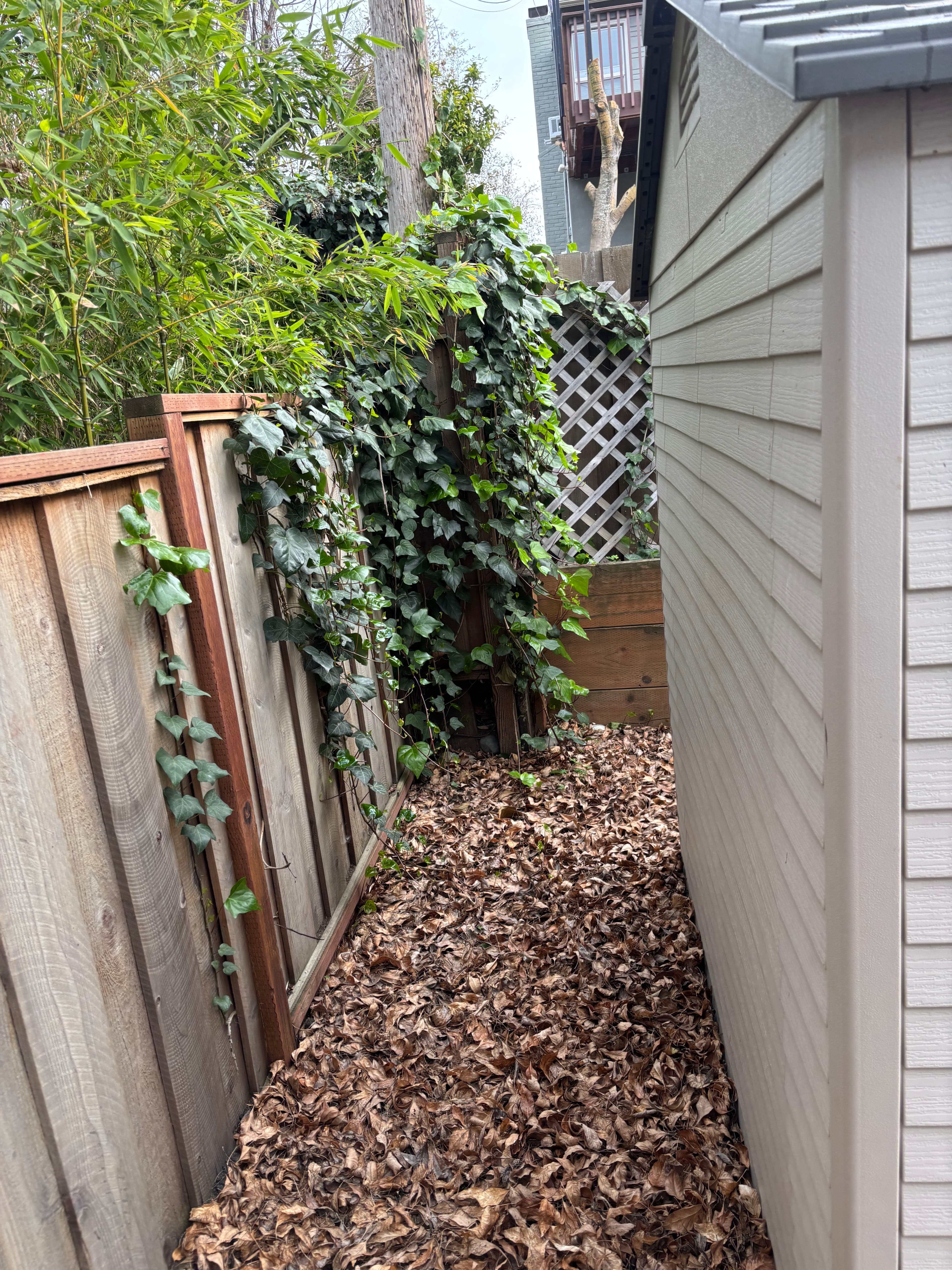 Project Side Yard Makeover with Expert Tree Trimming and Path Clearing image