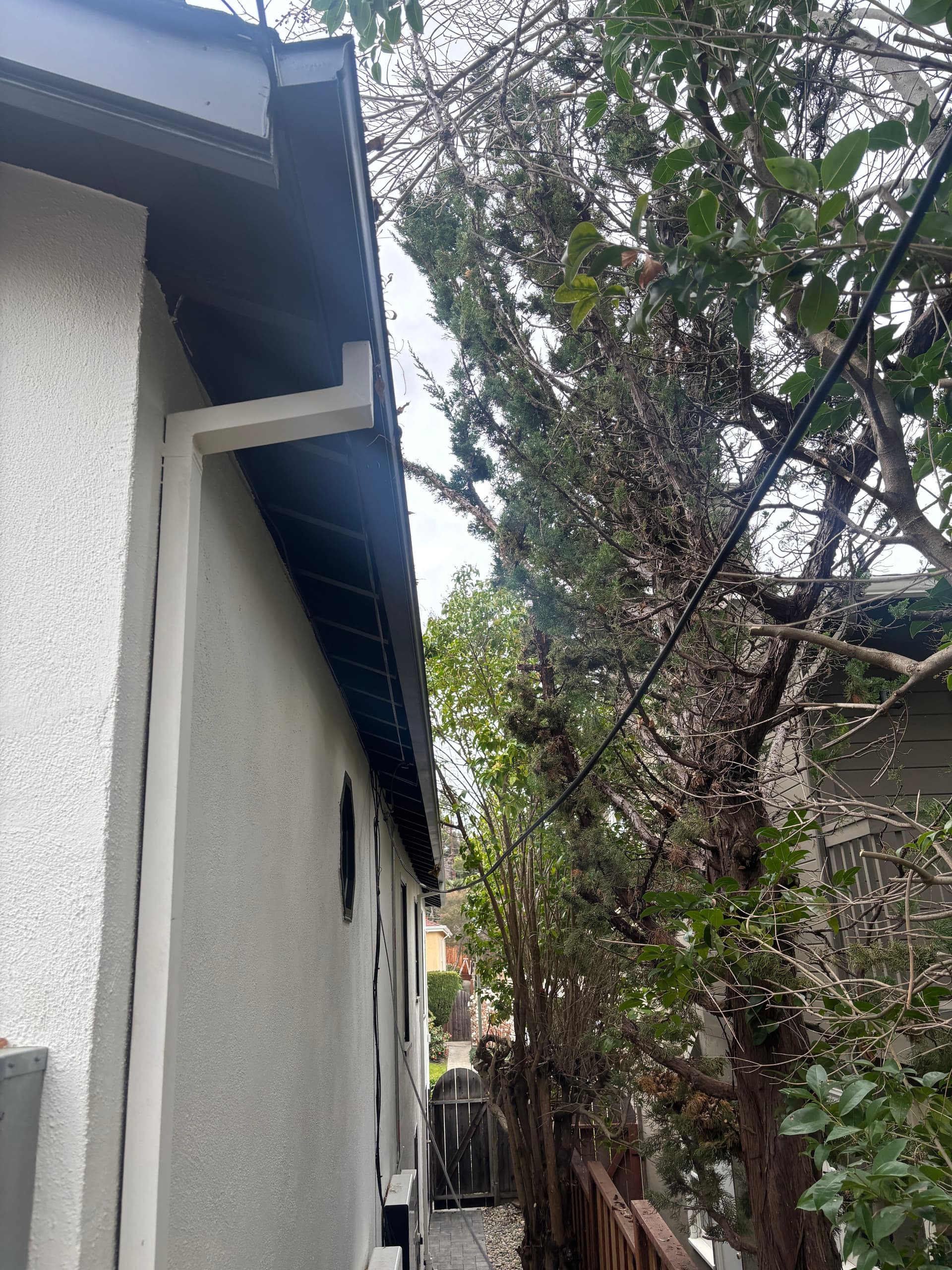 Gallery photos for Side Yard Makeover with Expert Tree Trimming and Path Clearing: Image #3