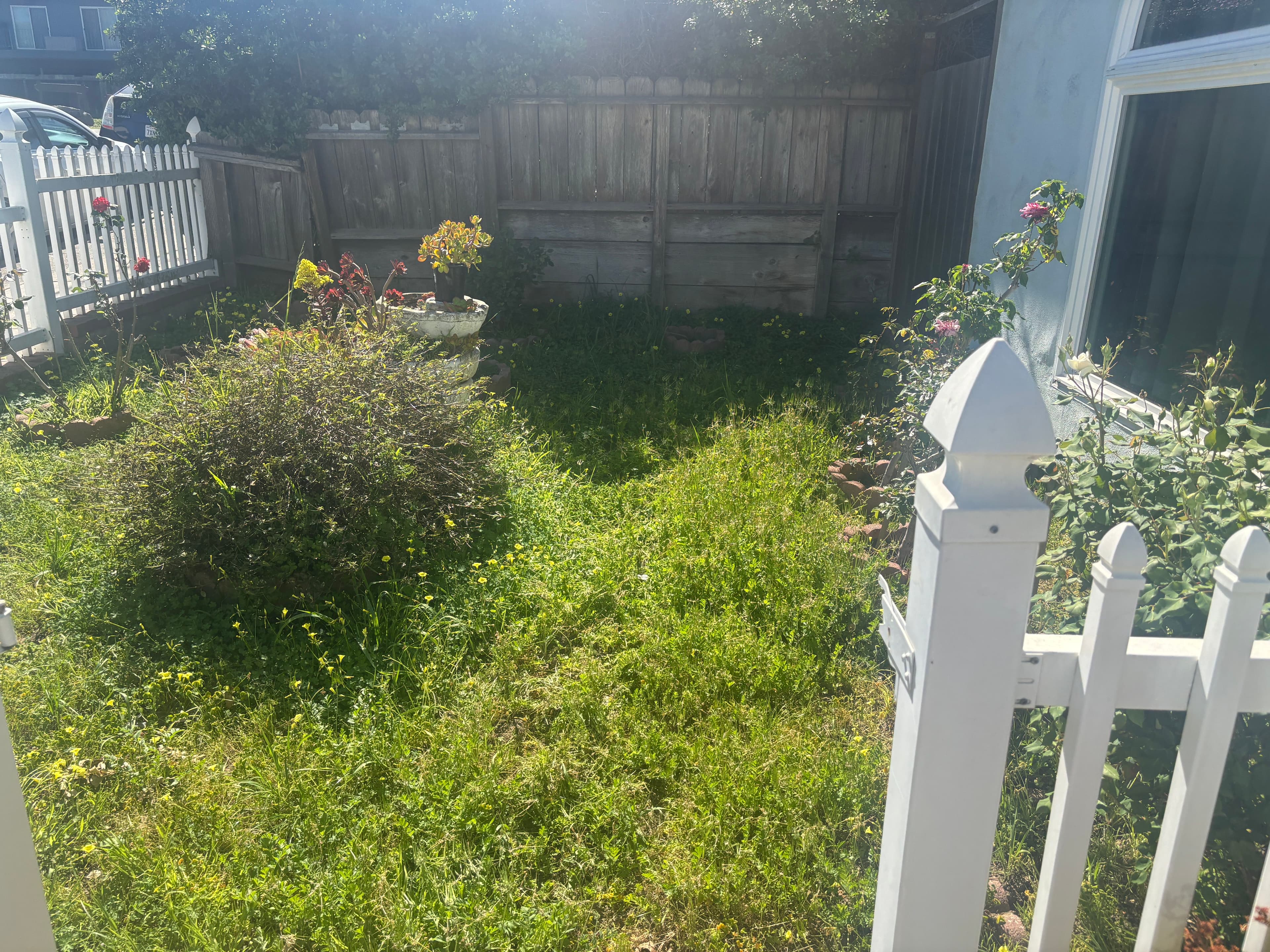 Project Garden Makeover - Achieving a Tidy Oasis image