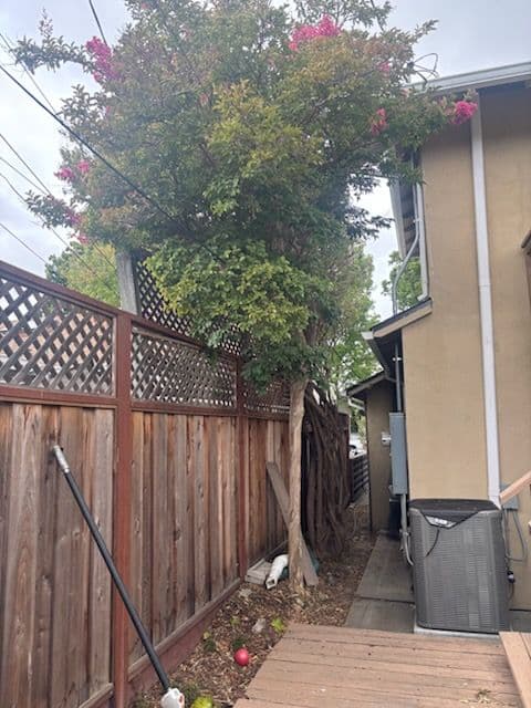 Revitalize Your Yard with Expert Tree Removal image