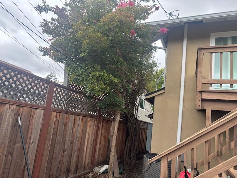 Gallery photos for Revitalize Your Yard with Expert Tree Removal: Image #1
