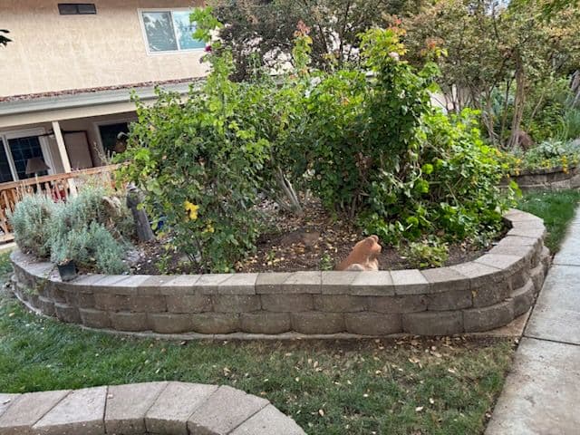 Gallery photos for Beautiful Stone Retaining Walls and Garden Oasis: Image #2