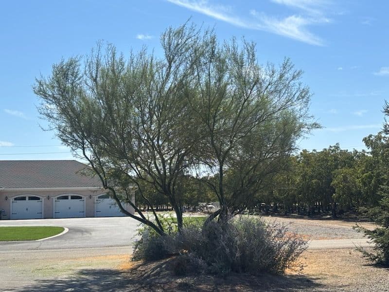 Gallery photos for Landscaping Brilliance in Action: Image #1