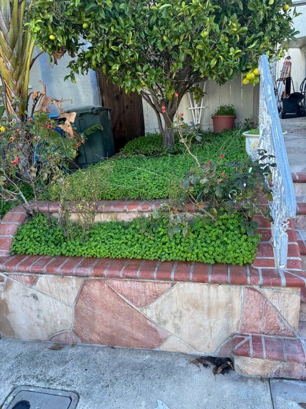 Gallery photos for Garden Makeover with Brickwork and Greenery: Image #3