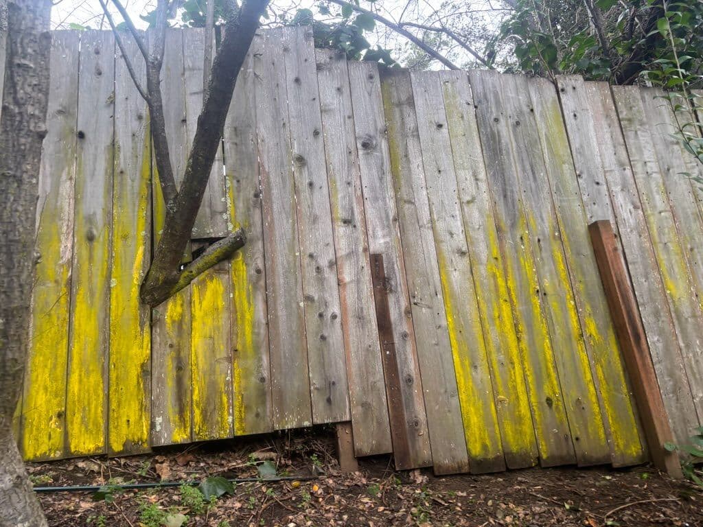 Project Fenceline Facelift: Breathing New Life into Your Garden Boundary image