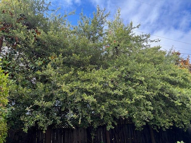 Expert Tree Trimming for Backyard Safety image