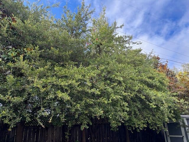 Gallery photos for Expert Tree Trimming for Backyard Safety: Image #1