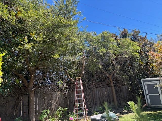 Gallery photos for Expert Tree Trimming for Backyard Safety: Image #2