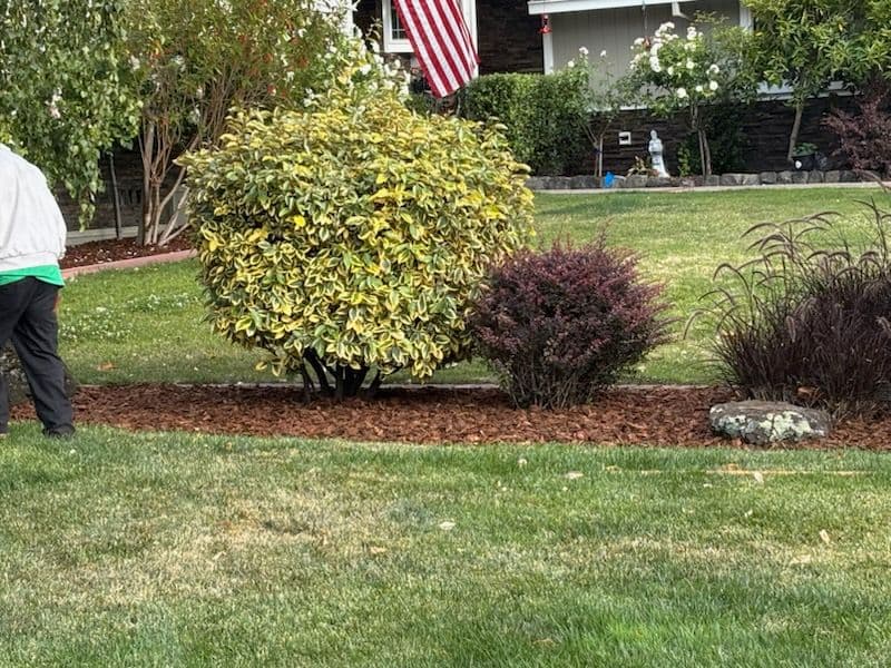 Gallery photos for Revitalize Your Garden with Fresh Mulch Magic: Image #2