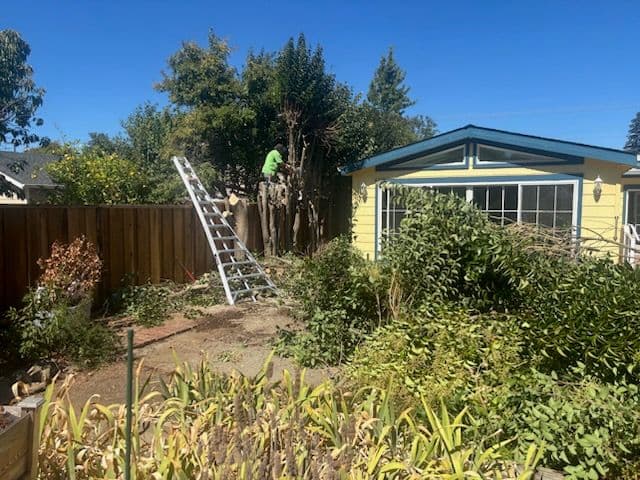 Stump Removal and Garden Refresh Success
