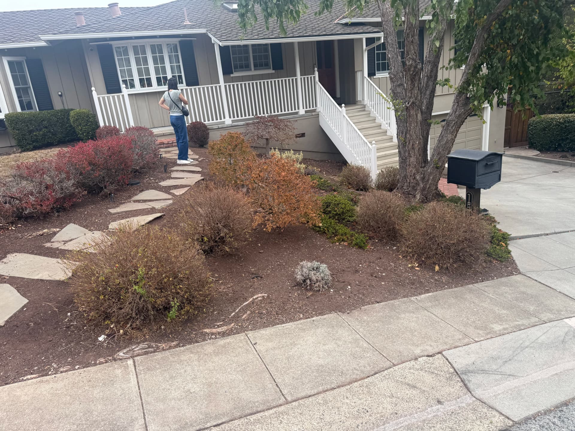 Gallery photos for Front Yard Landscape Refresh In Progress - New Plantings Going In: Image #1