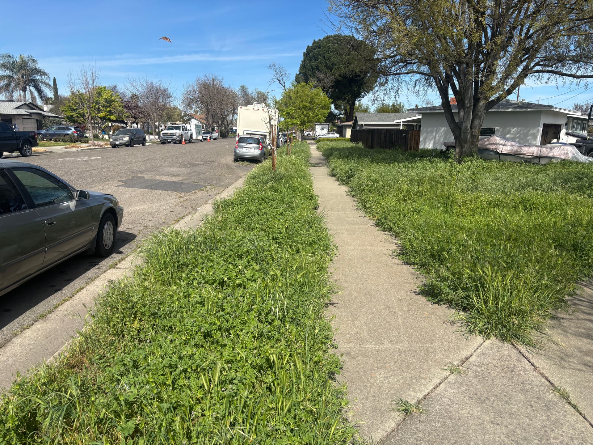 Gallery photos for Lawn Transformation in Your Neighborhood: Image #2