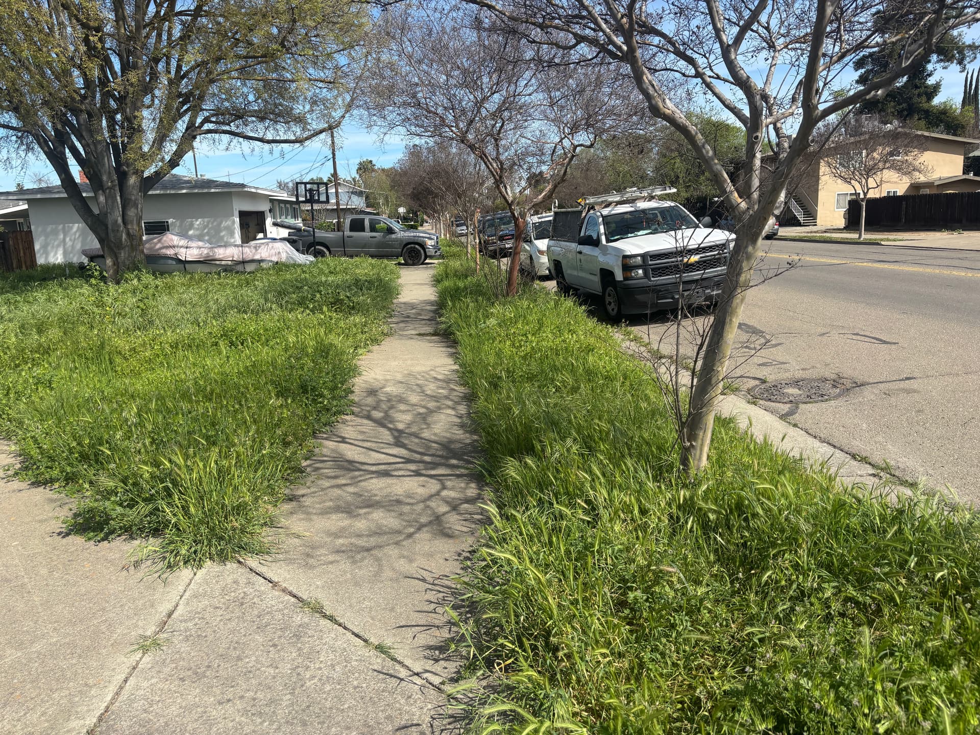 Lawn Transformation in Your Neighborhood image